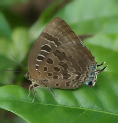 Arhopala araxes