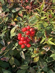 Nandina domestica