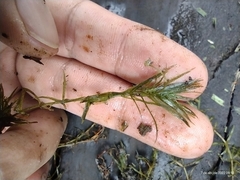 Najas guadalupensis