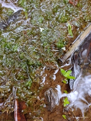 Najas guadalupensis