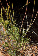 Lophiocarpus polystachyus