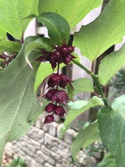 Leycesteria