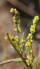Lophiocarpus polystachyus