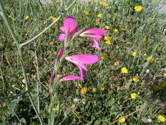 Gladiolus illyricus