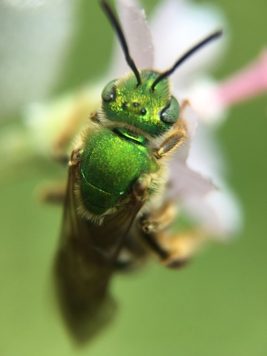 Bicolored Striped Sweat Bee, photo 2 of 10