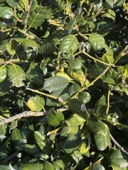 Ilex cornuta