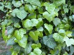 Hedera