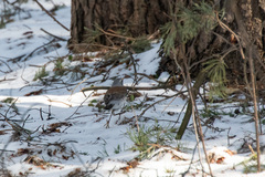 Turdus pilaris