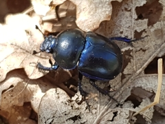 Trypocopris vernalis