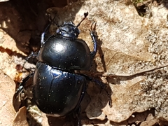 Trypocopris vernalis