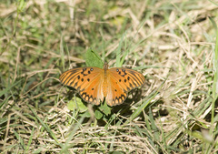 Dione vanillae