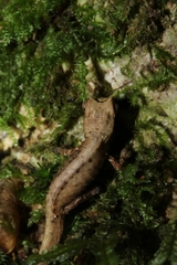 Brookesia tuberculata