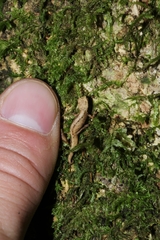 Brookesia tuberculata