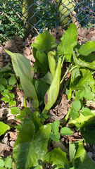 Arum maculatum