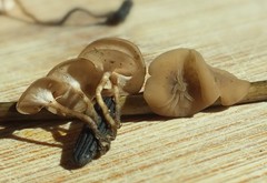 Myriosclerotinia curreyana