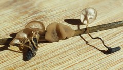 Myriosclerotinia curreyana