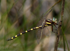 Cordulegaster bilineata