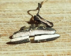 Myriosclerotinia curreyana