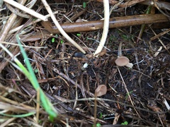 Myriosclerotinia curreyana