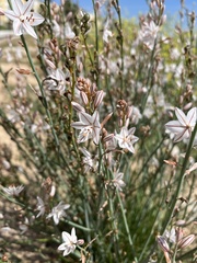 Asphodelus fistulosus