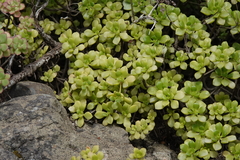 Aeonium lindleyi image