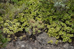 Aeonium lindleyi subsp. viscatum image