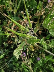 Erodium ciconium