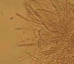 Myriosclerotinia curreyana