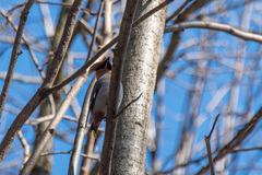 Bombycilla garrulus