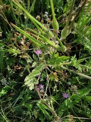 Erodium ciconium