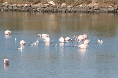 Phoenicopterus roseus