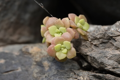 Aeonium lindleyi subsp. viscatum image