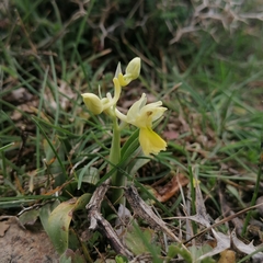 Orchis pauciflora
