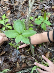 Arisaema quinatum