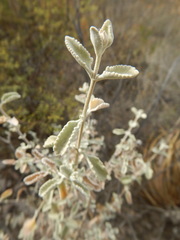 Buddleja marrubiifolia