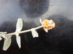 Buddleja marrubiifolia