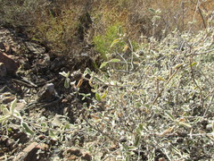 Buddleja marrubiifolia