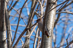 Bombycilla garrulus