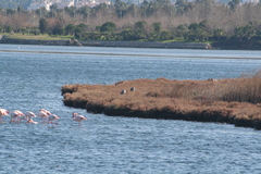 Phoenicopterus roseus