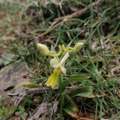 Orchis pauciflora
