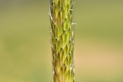 Alopecurus myosuroides