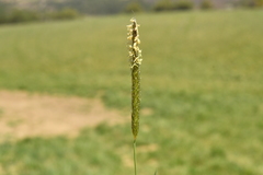 Alopecurus myosuroides