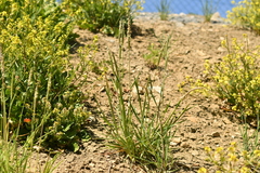 Alopecurus myosuroides