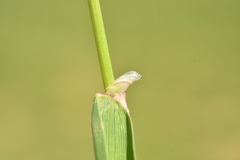 Alopecurus myosuroides