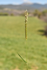 Alopecurus myosuroides