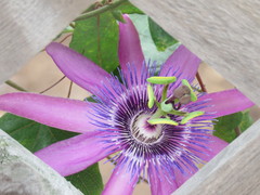 Passiflora × kewensis