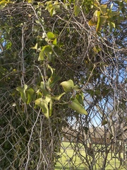 Smilax bona-nox