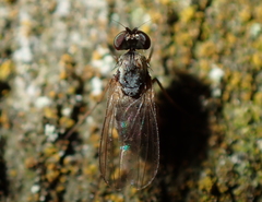 Medeterinae