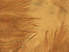 Myriosclerotinia curreyana