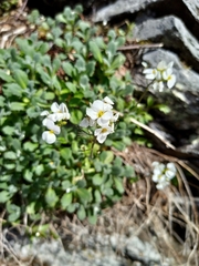 Arabis caucasica